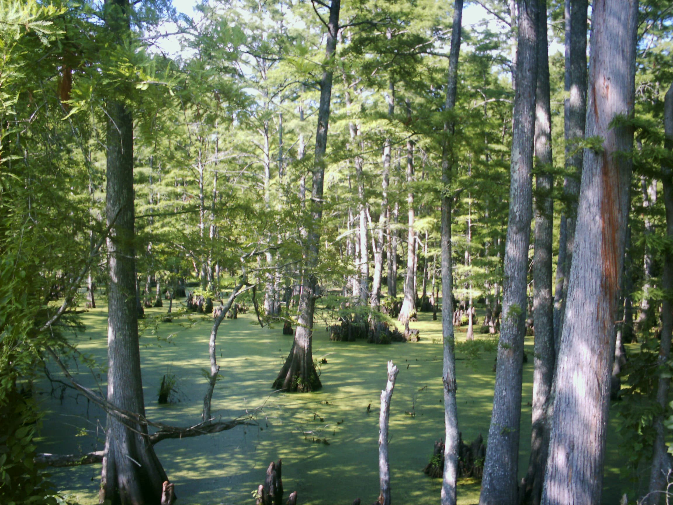 Big Cypress Bayou in Jefferson, Texas