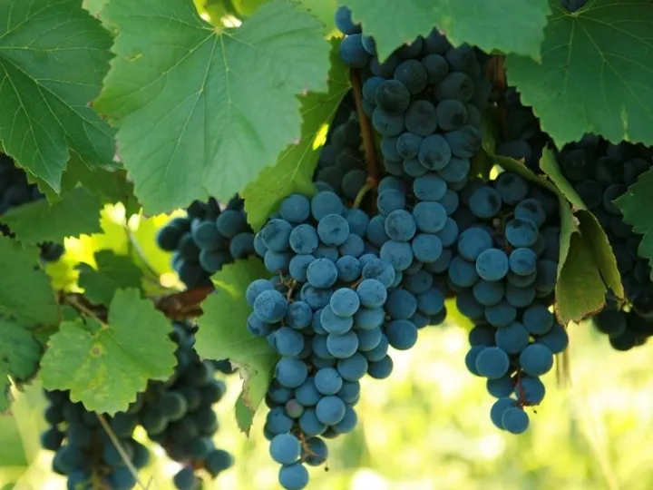 Five Trees Winery