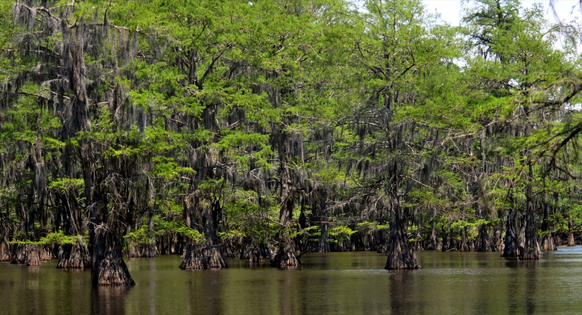 Moss-draped cypress in the water at Caddo Lake