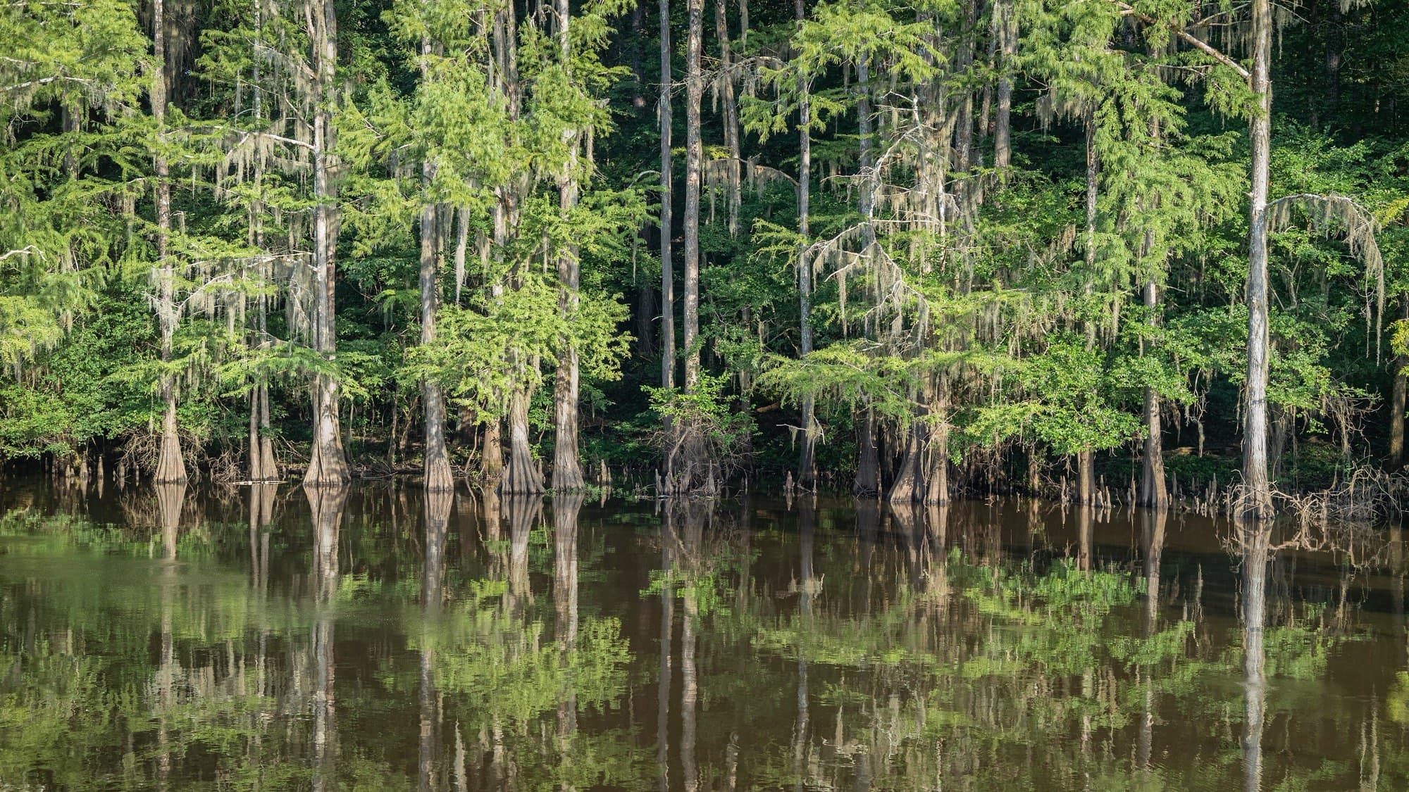 Cypress trees mirrored in Mill Pond at Caddo Lake State Park
