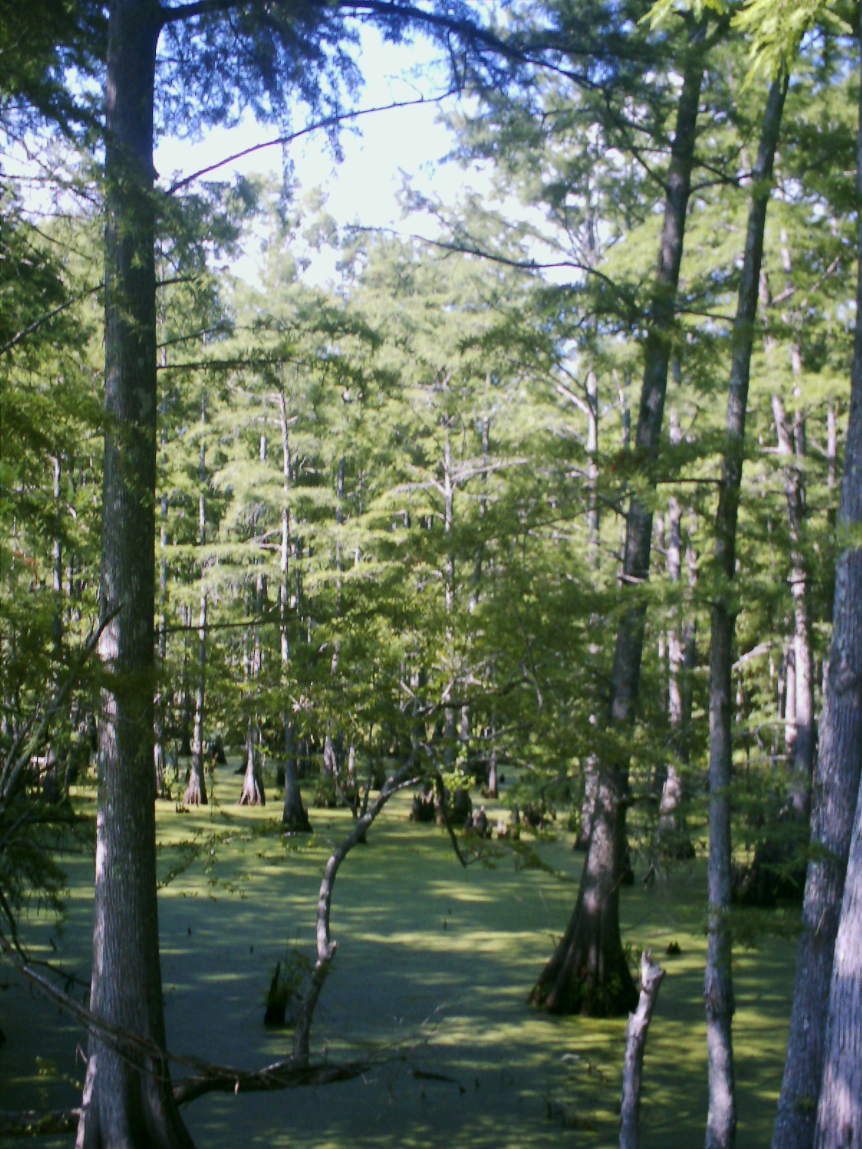 Lush, shaded bald cypress canopy along Big Cypress Bayou