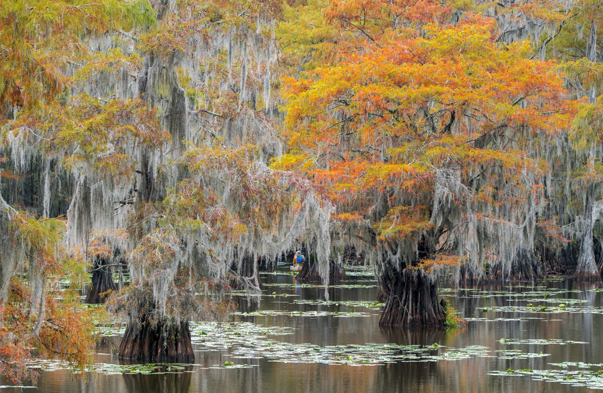Kayaker among autumn-orange bald cypress and Spanish moss on Caddo Lake