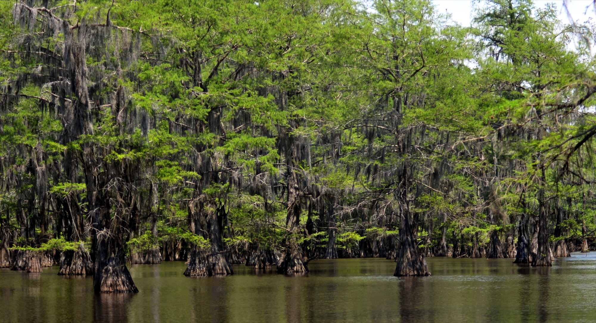 Moss-draped bald cypress standing in the water at Saw Mill Pond, Caddo Lake State Park