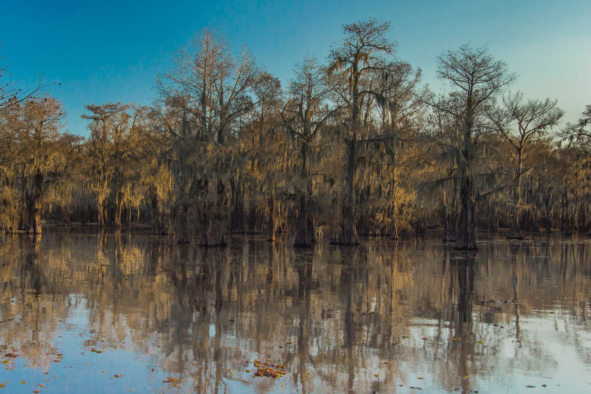 Golden cypress forest reflected in the still water of Caddo Lake