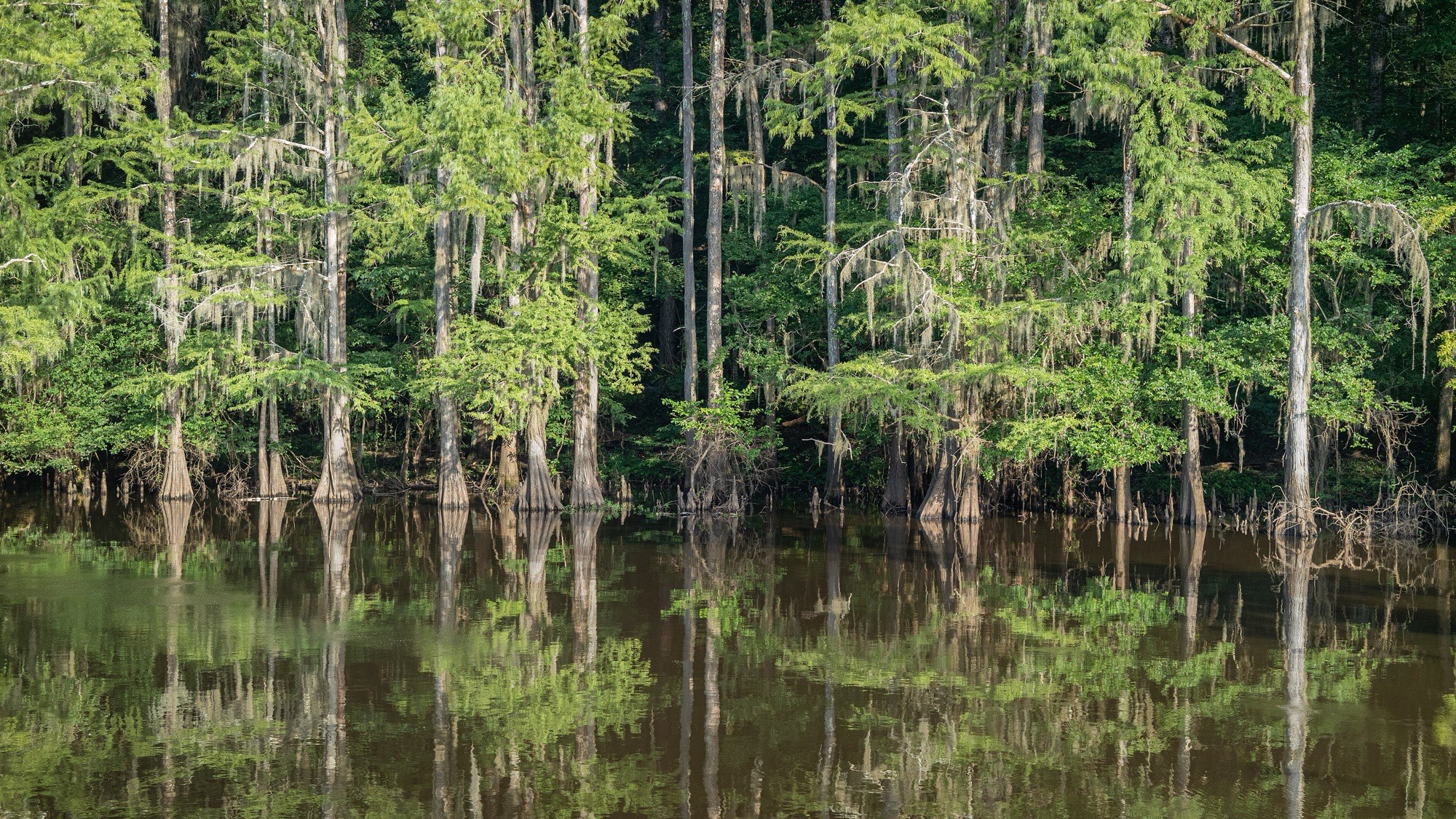 Tall cypress trees mirrored in Mill Pond, Caddo Lake State Park